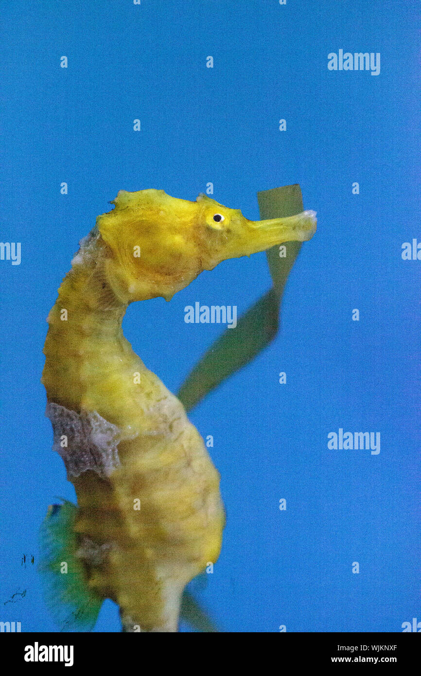 Yellow Lined seahorse Hippocampus erectus swimming among seagrass Stock