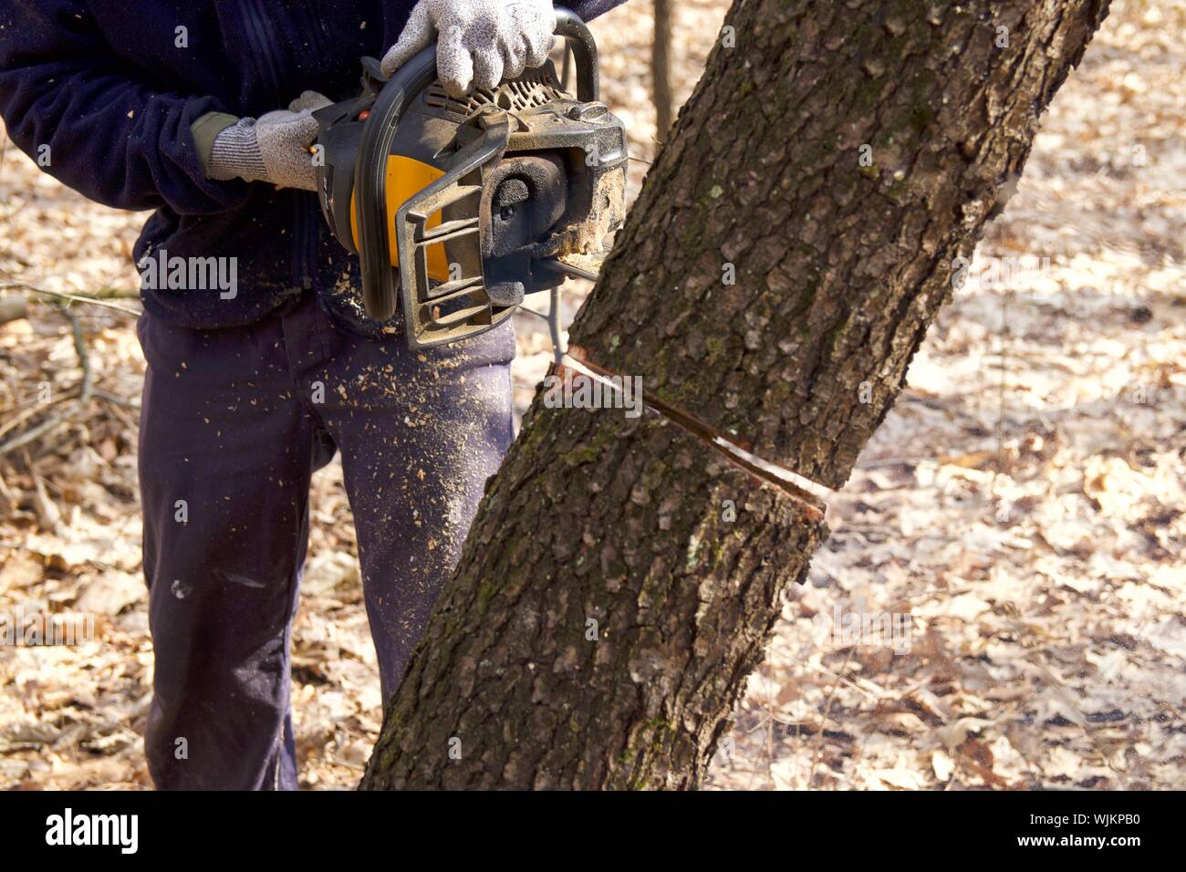 Man cutting tree hires stock photography and images Alamy