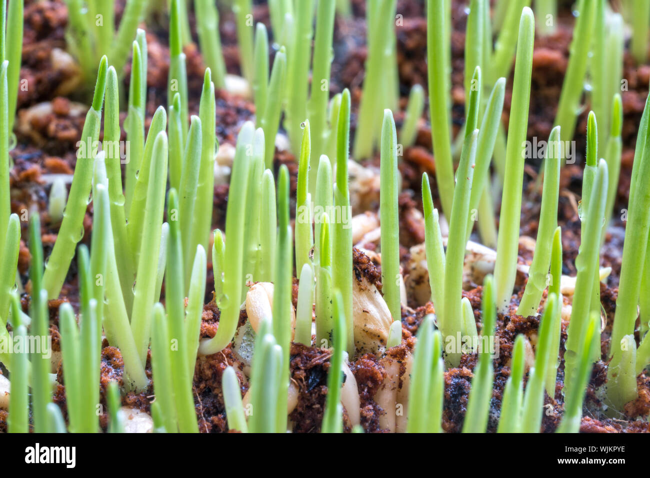 Macro mud hi-res stock photography and images - Alamy