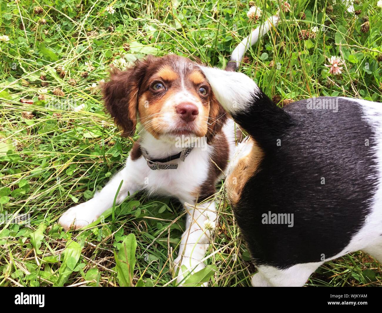English Springer Spaniel And Jack Russell Terrier On Grassy Field Stock Photo Alamy