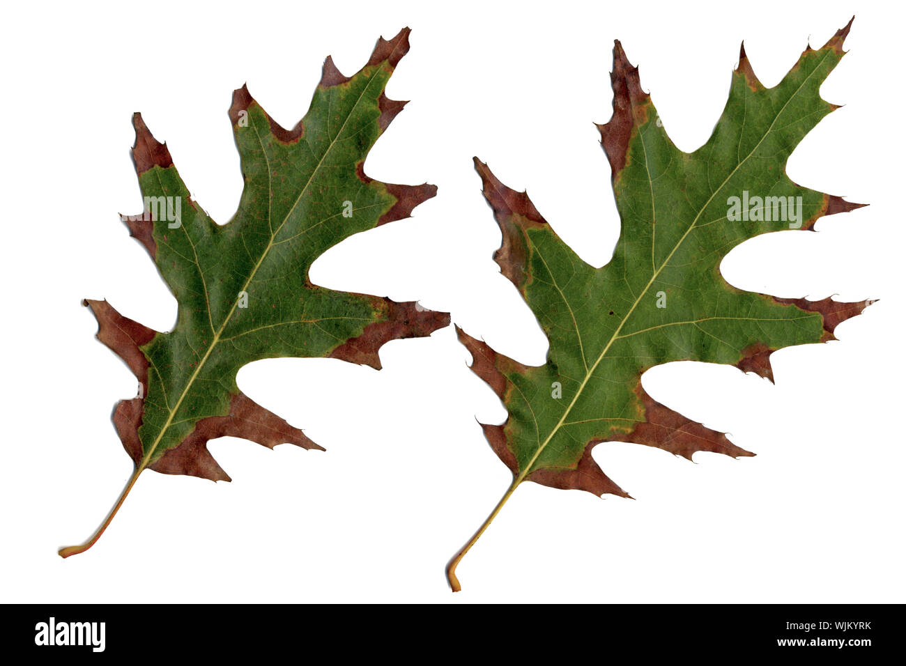 Oak leaves in Fall color against white background Stock Photo - Alamy