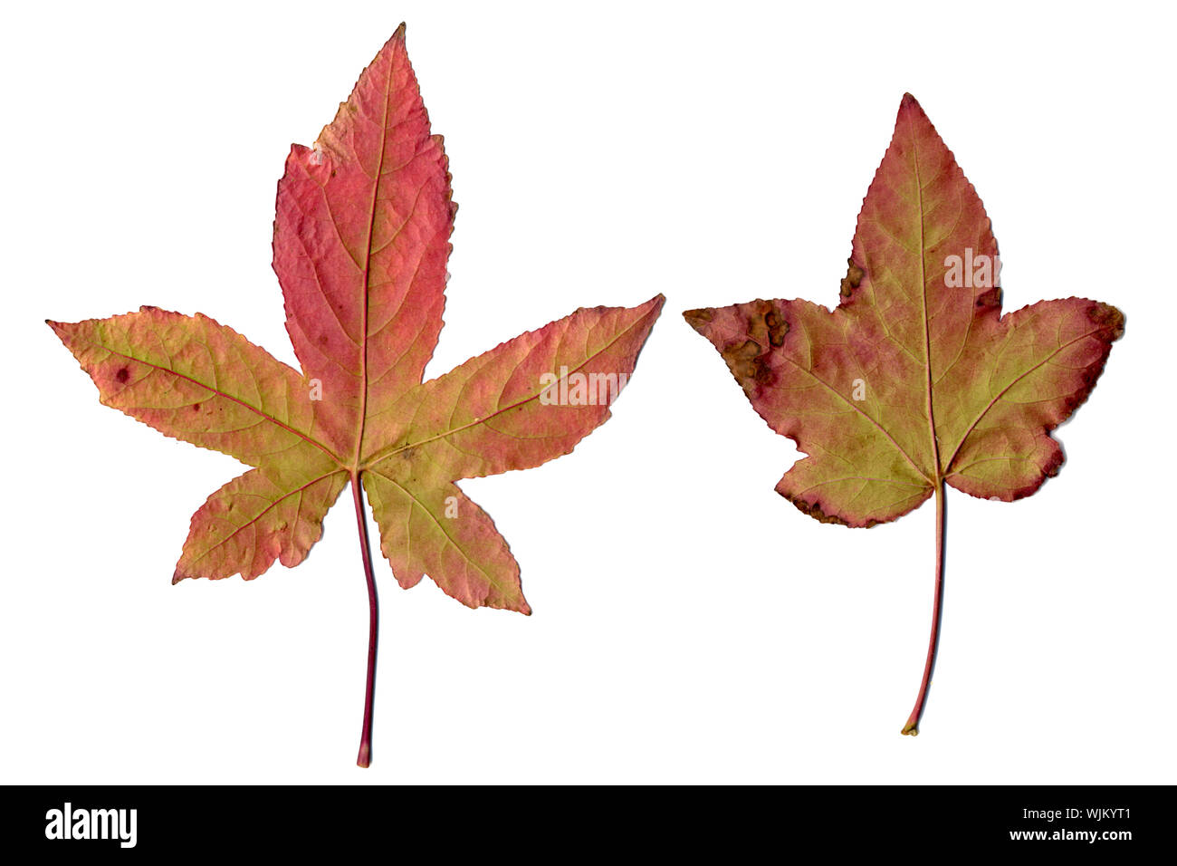 Maple leaves isolated on white background Stock Photo - Alamy