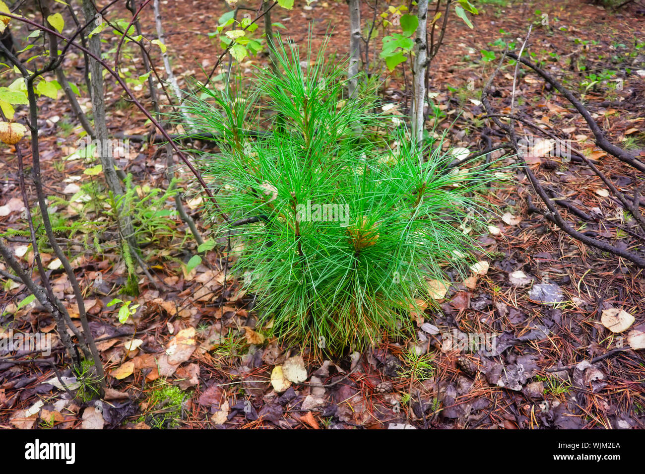 Pinus sibirica, young Siberian pine or Siberian cedar seedlings close up. Stock Photo