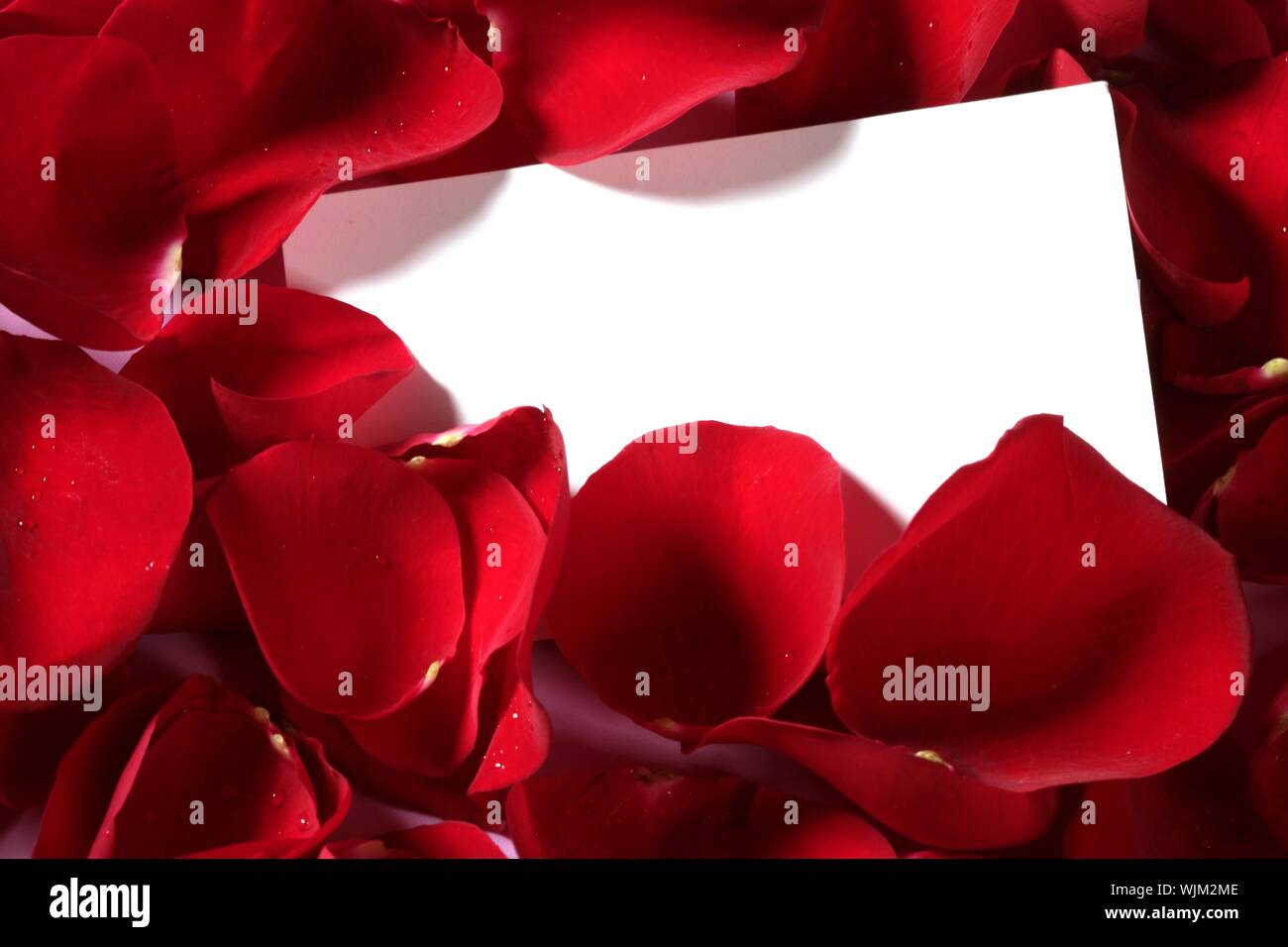 Red rose macro close up with a copy space blank note Stock Photo - Alamy