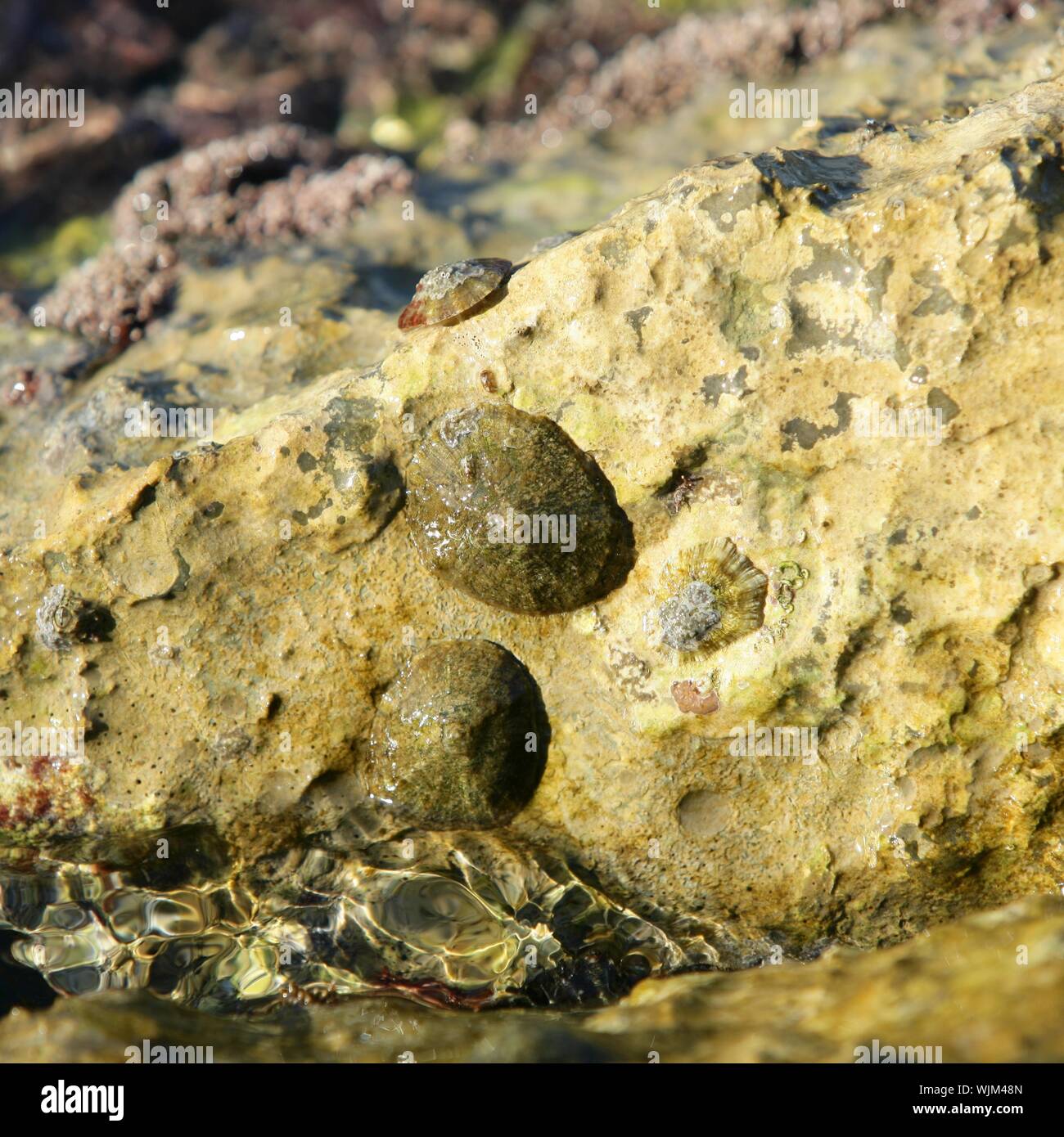 Marine rock texture detail on docks, barnacle Stock Photo - Alamy
