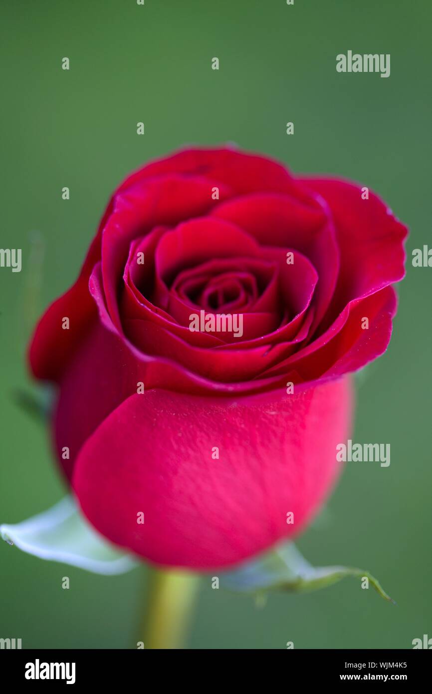 Macro red rose with blurred green grass in background Stock Photo - Alamy