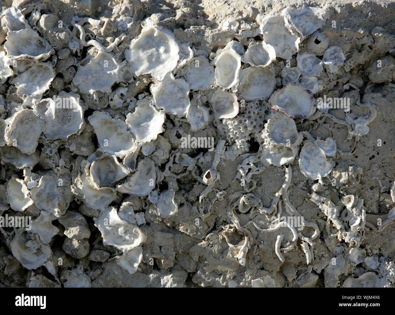 Marine rock texture detail on docks, barnacle Stock Photo - Alamy