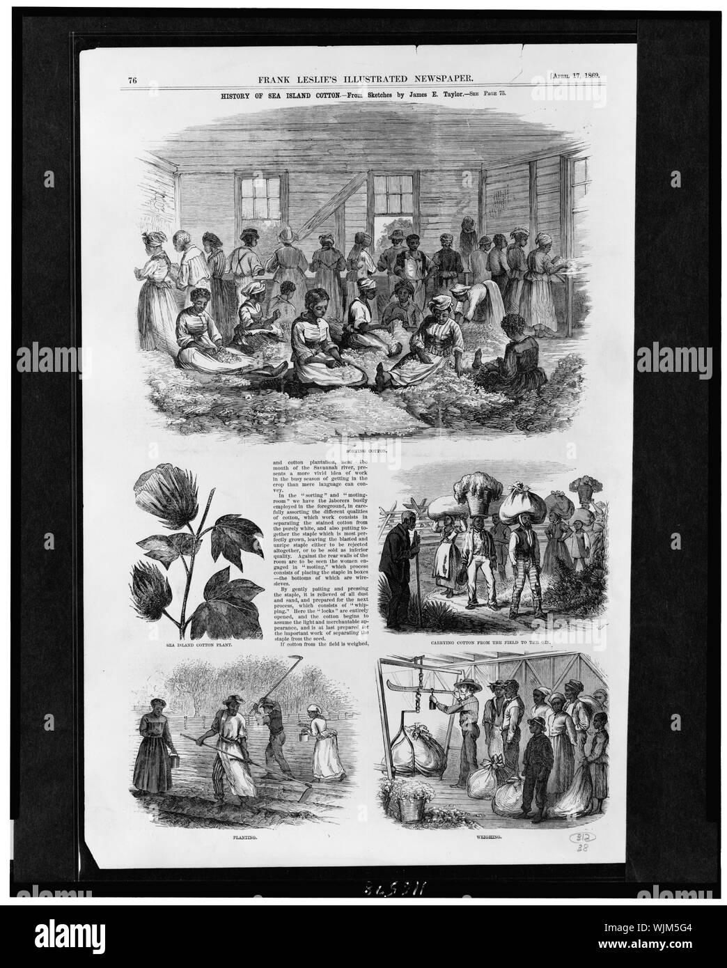 History of Sea Island cotton / from sketches by James E. Taylor Stock