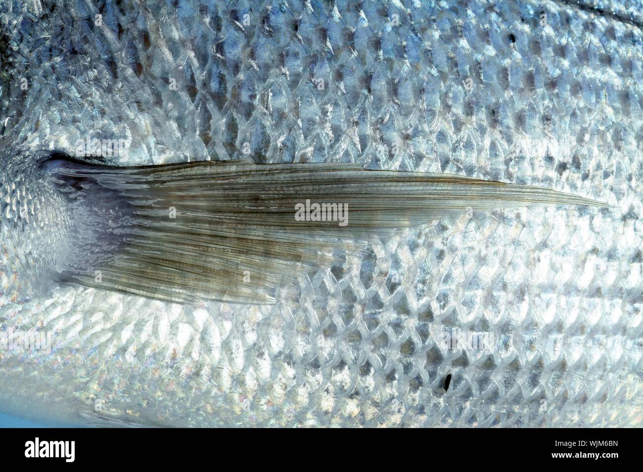 Denton, Mediterranean sparus fish, family of gilthead and snapper Stock