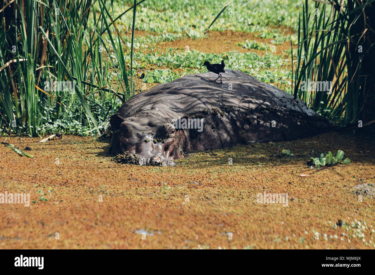 Hippo hiding in algae swamp with Oxpecker bird on his back in Maasai Mara National Reserve, Kenya Stock Photo