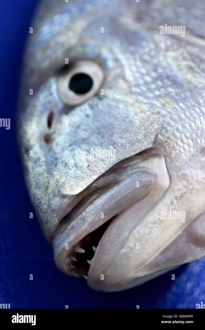 Denton, Mediterranean sparus fish, family of gilthead and snapper Stock