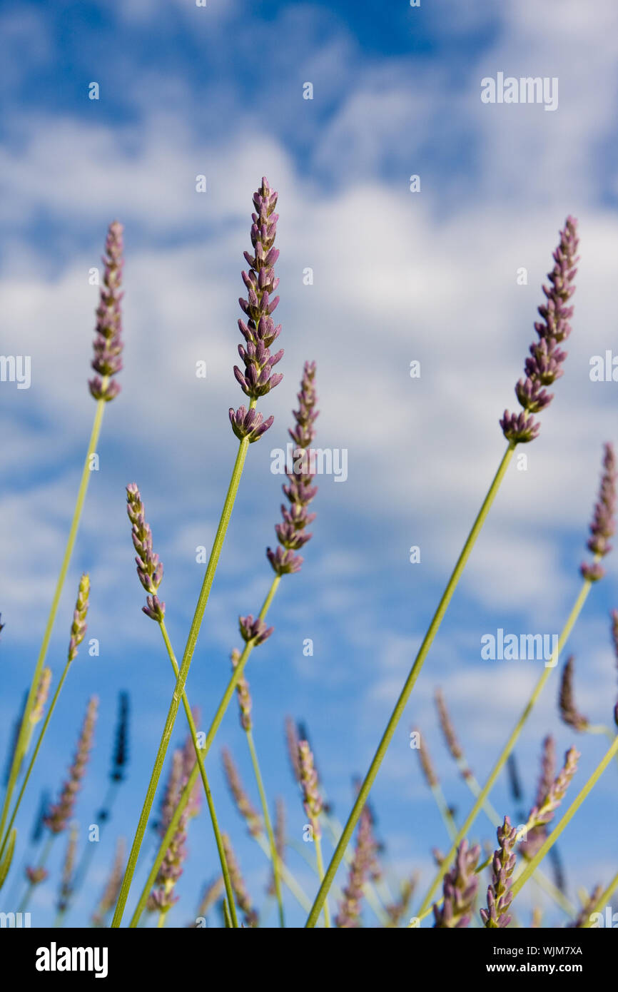 Wild lavendar flower in natural surroundings against blue sky Stock Photo