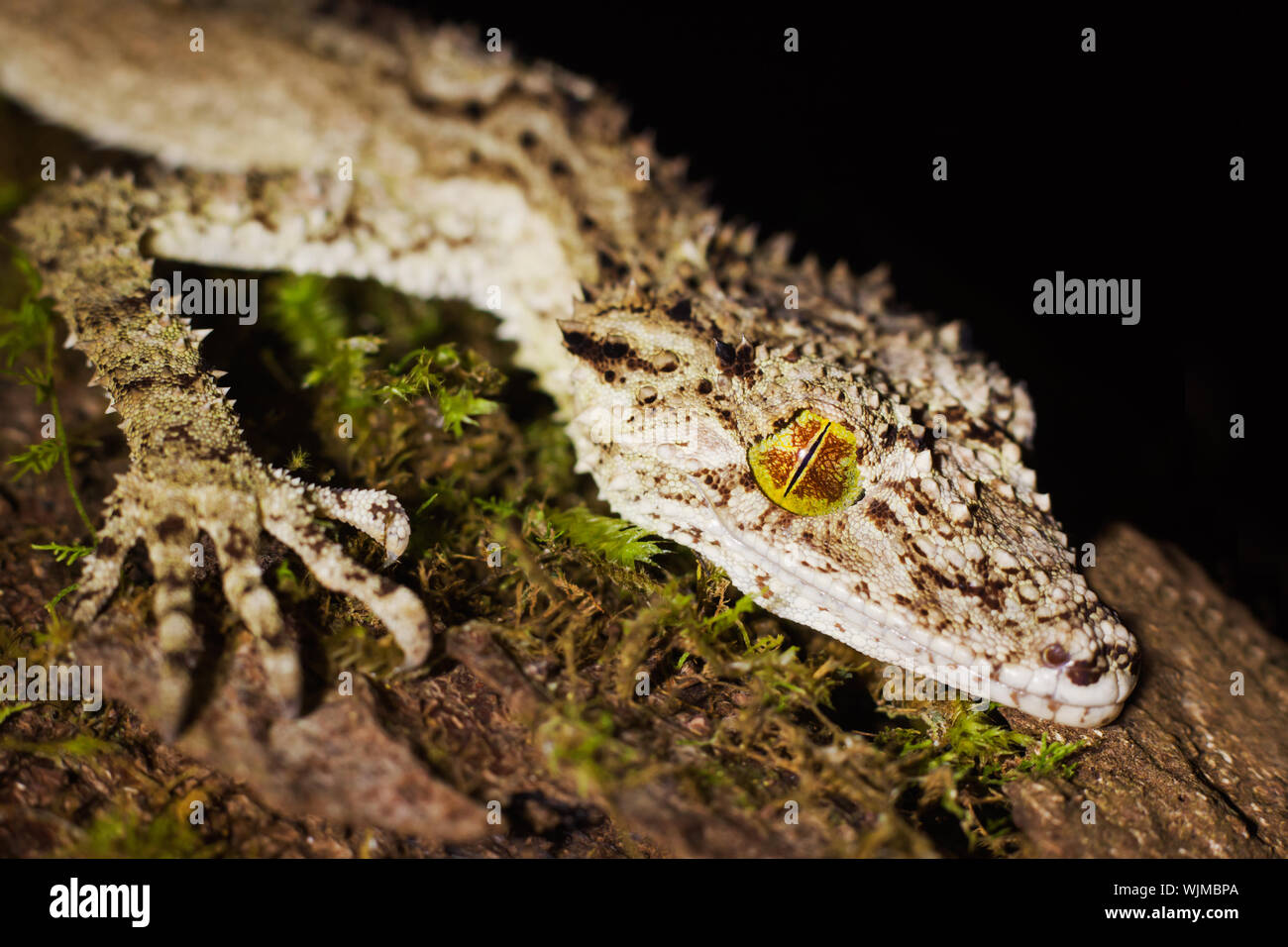 Gecko On Tree A beautiful and well camouflaged leaftail gecko (Saltuarius cornutus ...