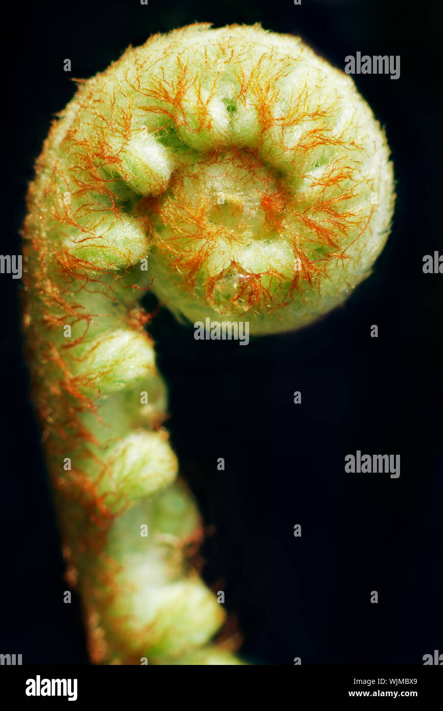 Curled Tree Fern Frond High Resolution Stock Photography and Images - Alamy