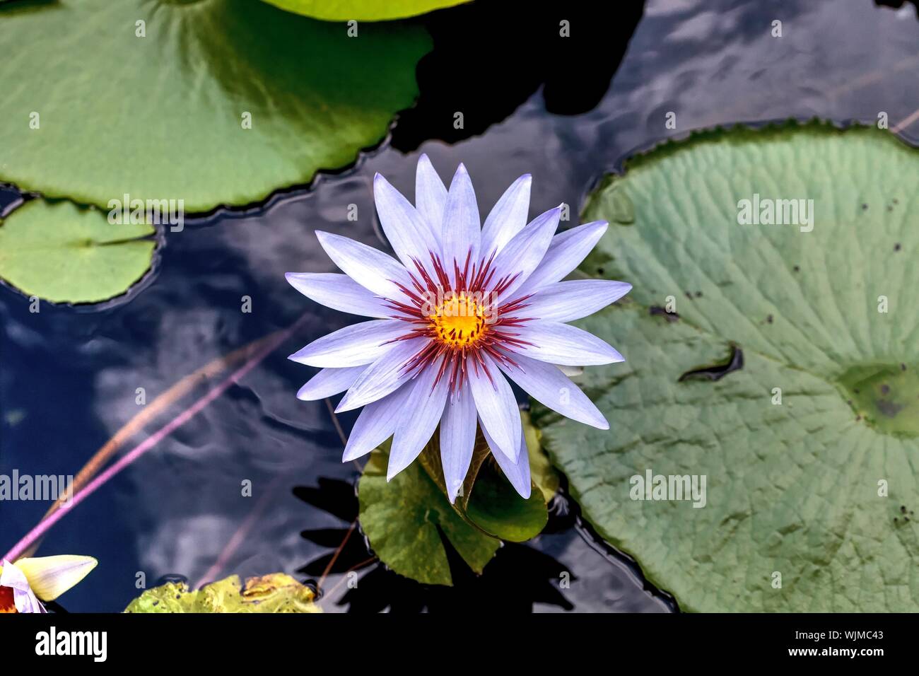 Blue star water lily Nymphaea nouchali in a pond in Sarasota, Florida