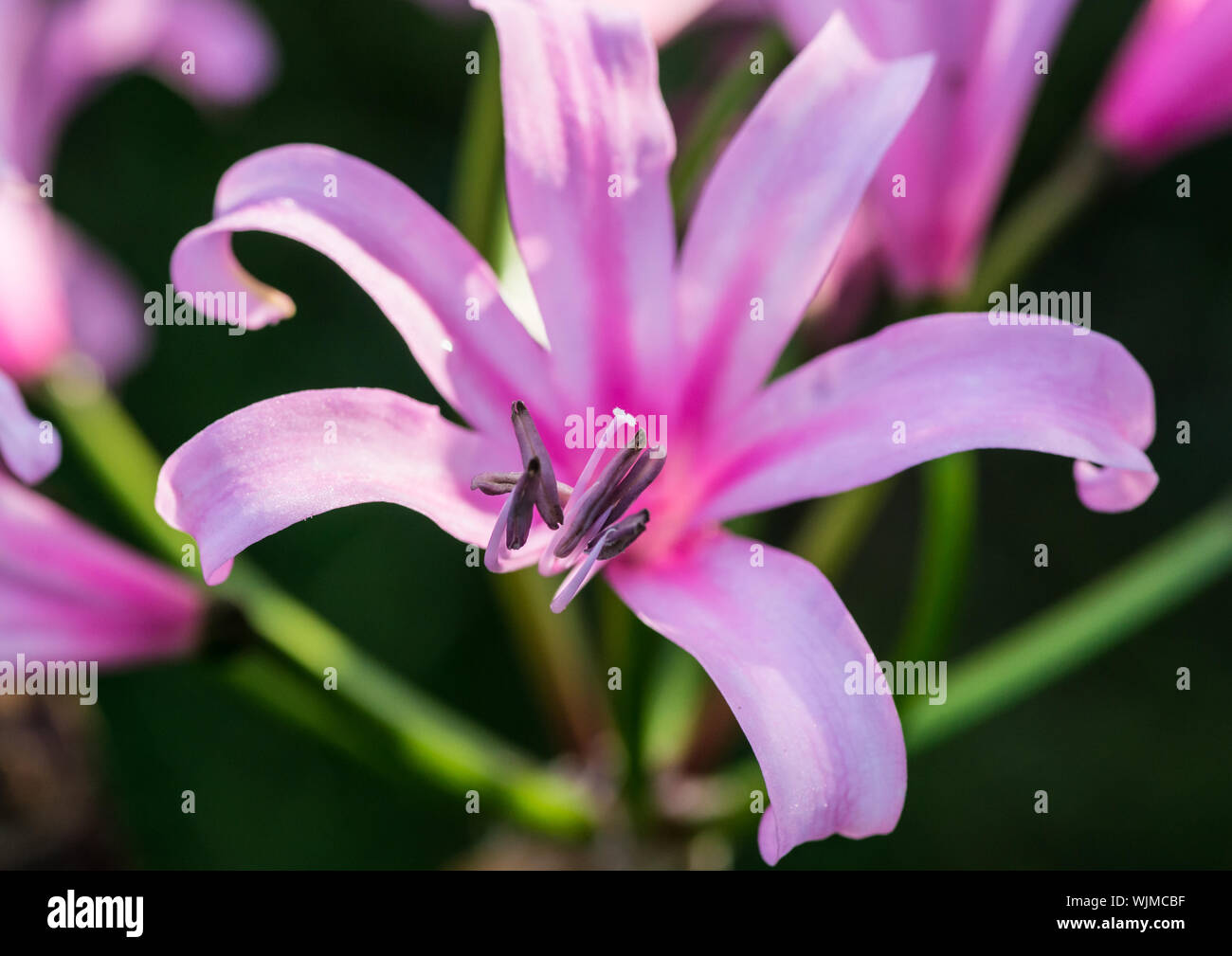 A macro shot of a pink nerine bowdenii bloom. Stock Photo