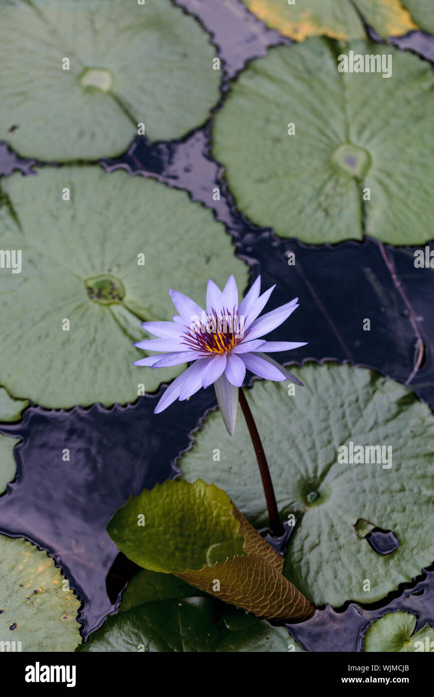 Blue star water lily Nymphaea nouchali in a pond in Sarasota, Florida
