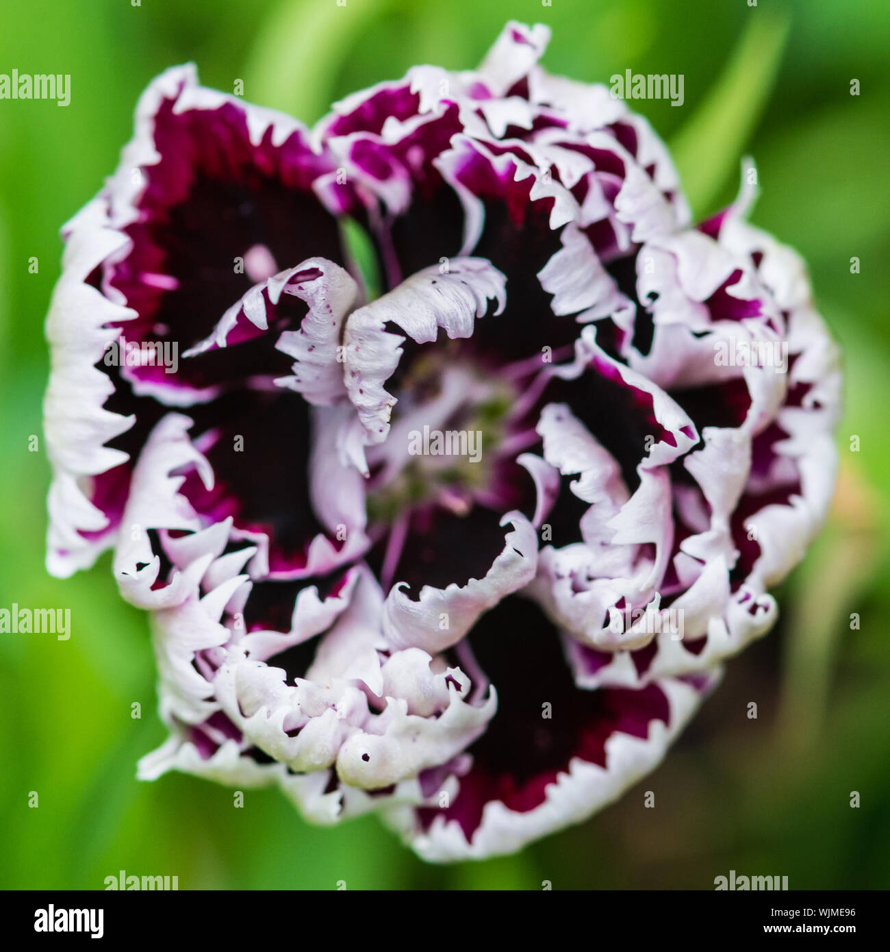 Dianthus black and white minstrel hires stock photography and images