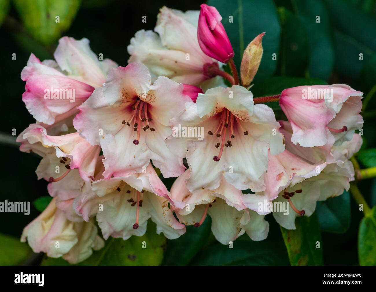 A macro shot of some pink rhododendron bush blooms. Stock Photo