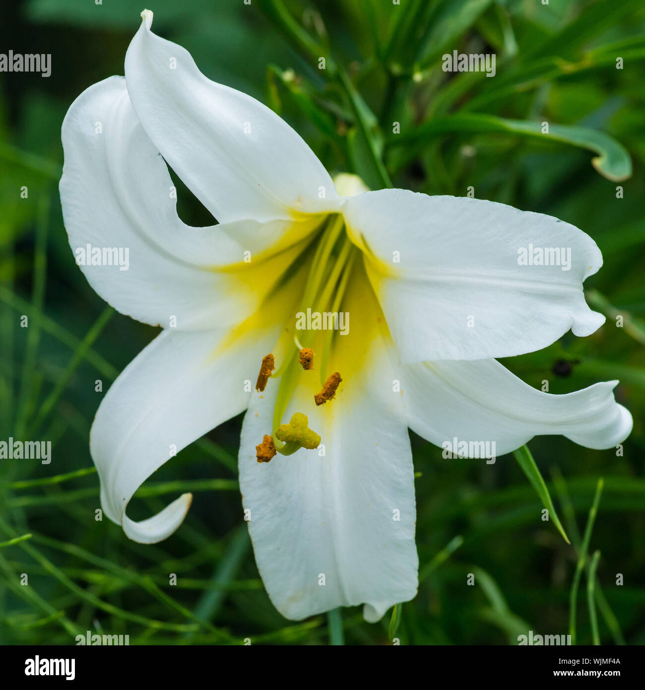 A macro shot of a white regal lily bloom. Stock Photo