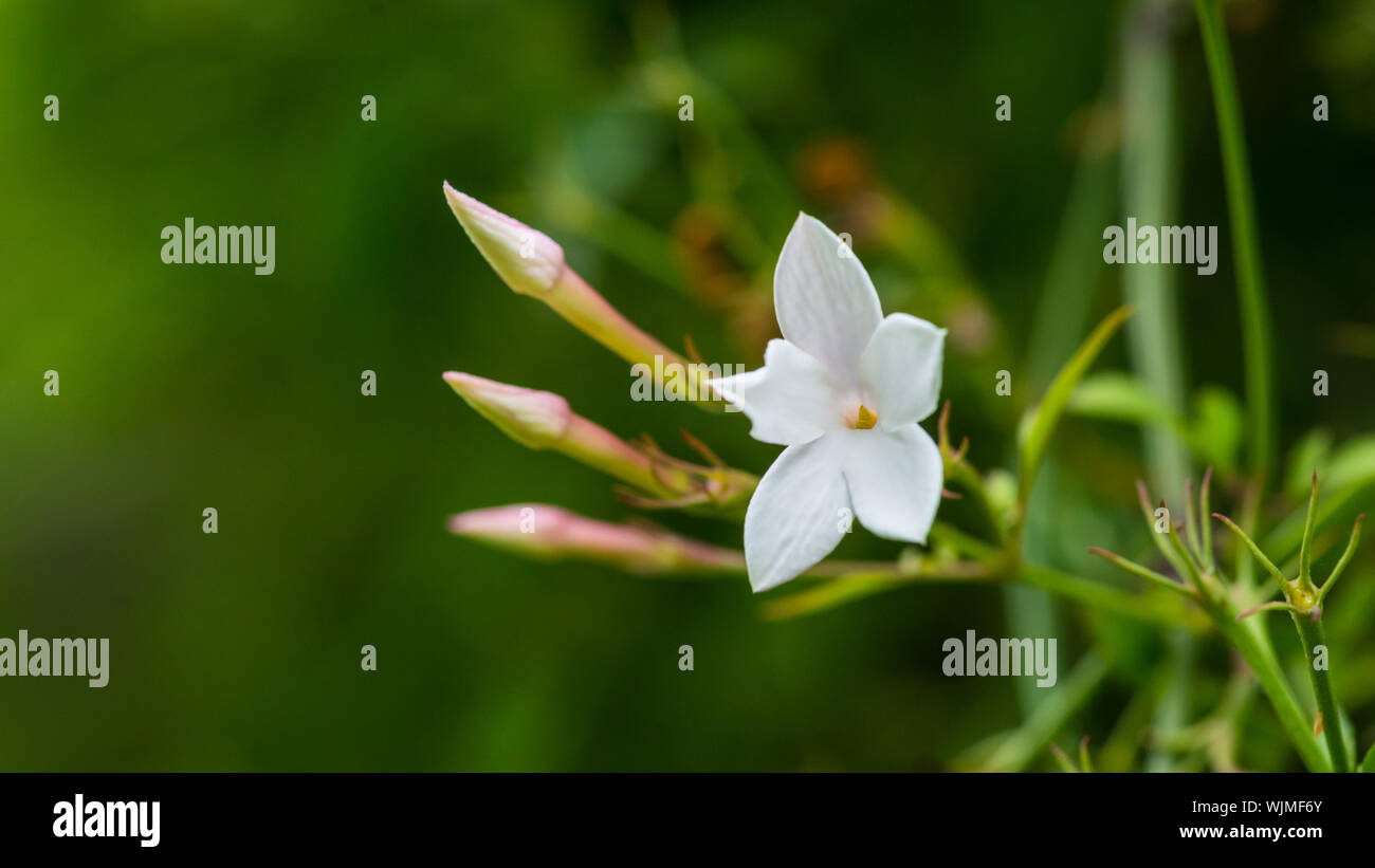 A macro shot of a white summer jasmine bloom and some adjacent flower buds. Stock Photo