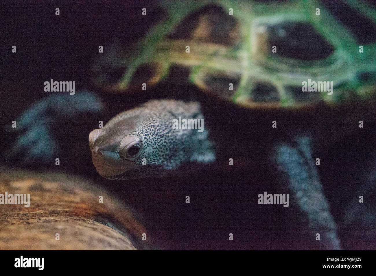 Diamondback terrapin Malaclemys terrapin turtle with a long neck peers curiously from the water. Stock Photo