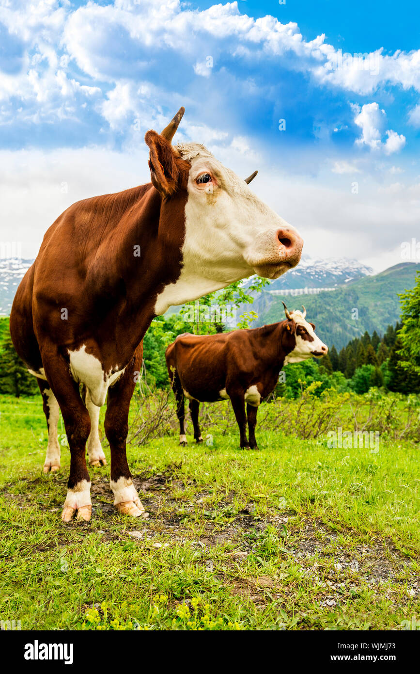 Cow, farm animal in the french alps, Abondance race cow, savy, beaufort sur Doron Stock Photo