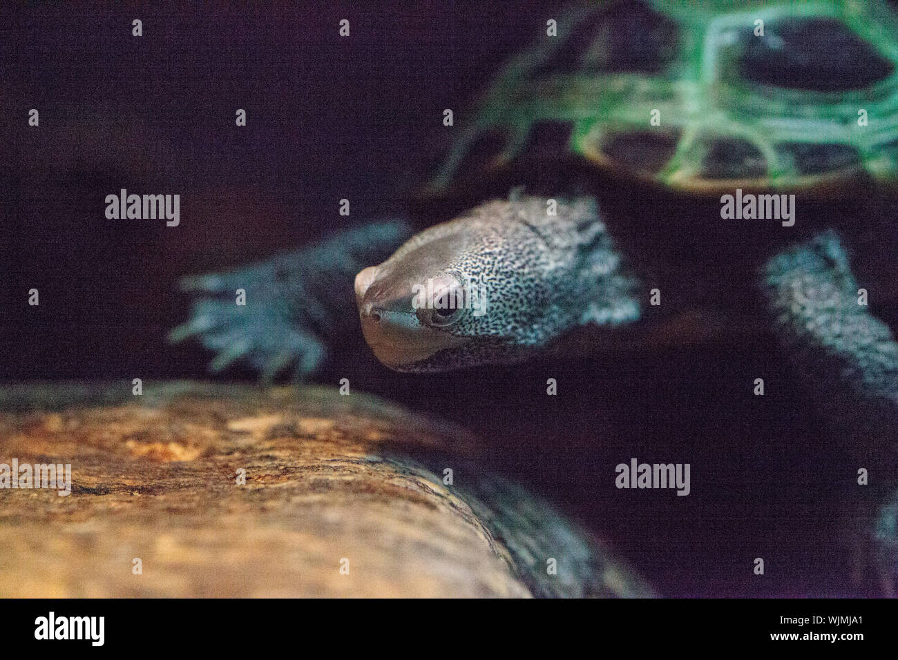 Diamondback terrapin Malaclemys terrapin turtle with a long neck peers curiously from the water. Stock Photo