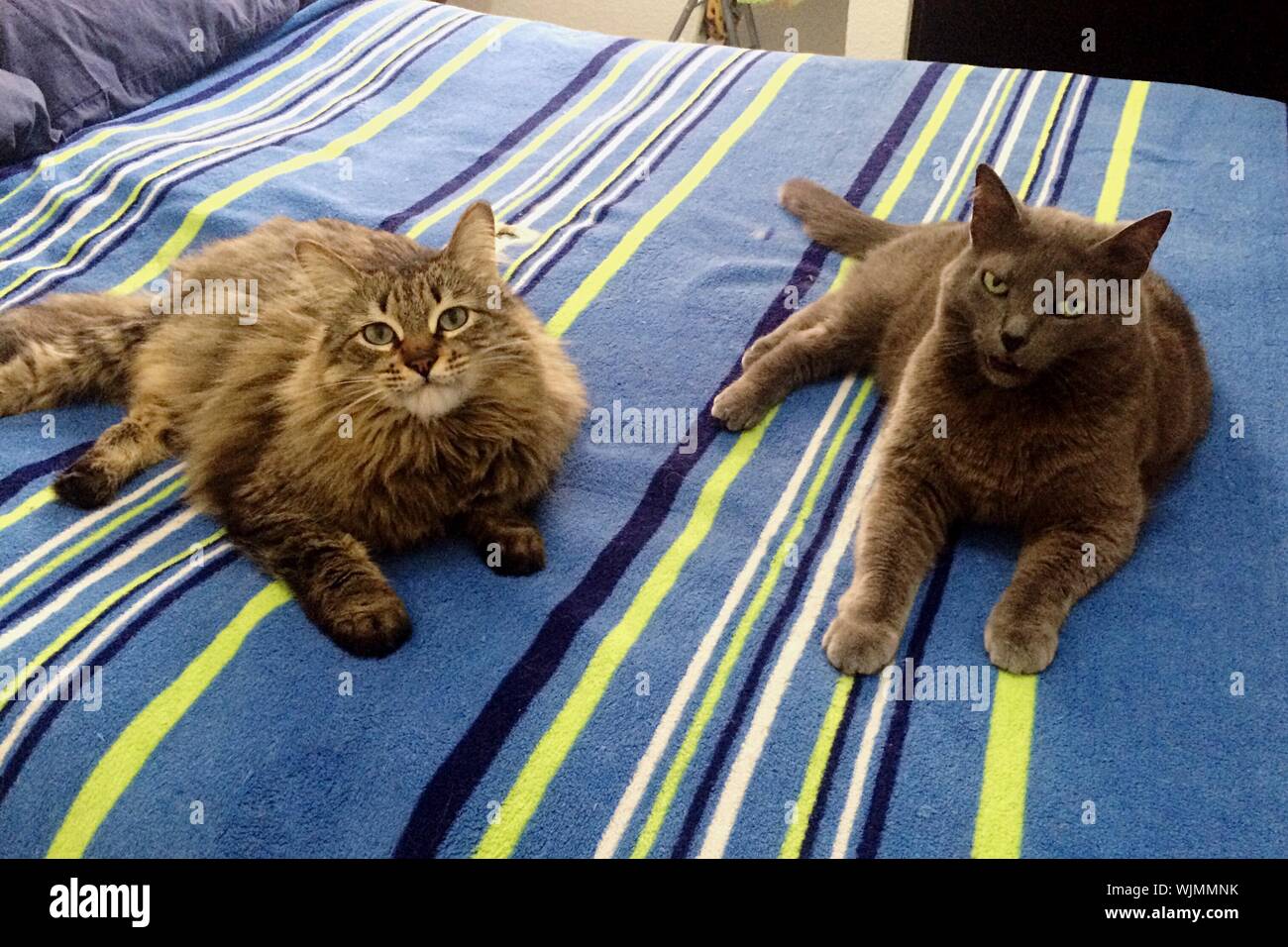 High Angle View Of Domestic Cats On Bed Stock Photo