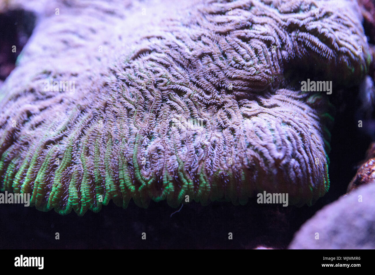 Purple and Green Fungia Plate Coral Fungia repanda in a saltwater coral reef. Stock Photo