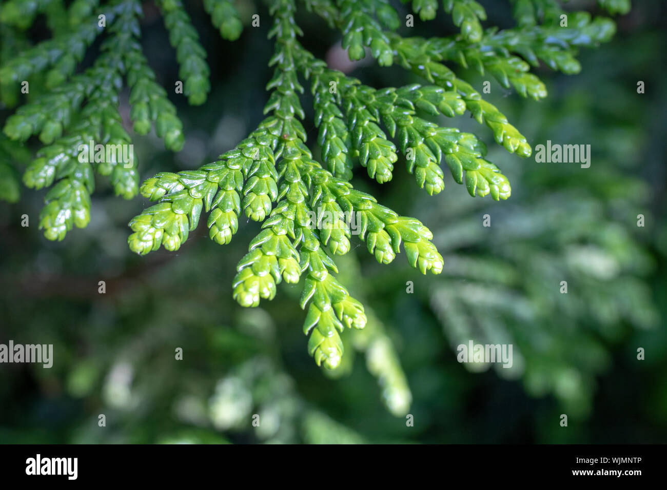 Leaves of Western red cedar (Thuja plicata) tree. Blurred background. Stock Photo