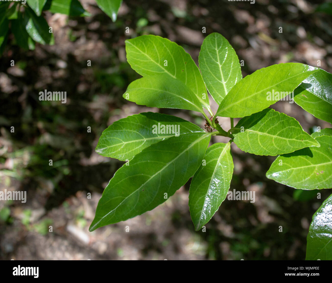 Leaves of laurel tree in Portugal close up. filmed in the spring. Leaves in green color Stock Photo