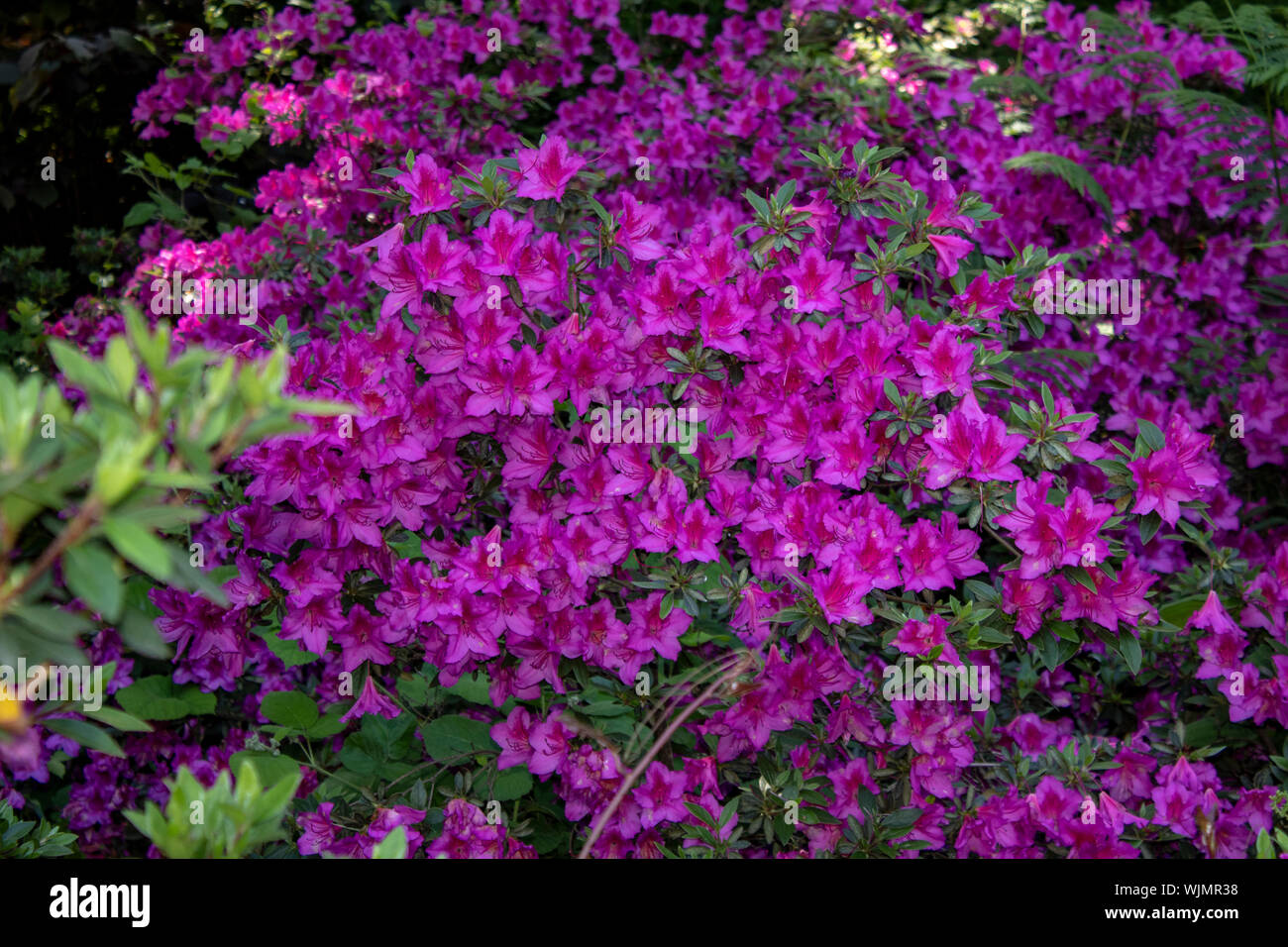 Indian azalea flower shoot. Purple. Taken in the woods. Stock Photo