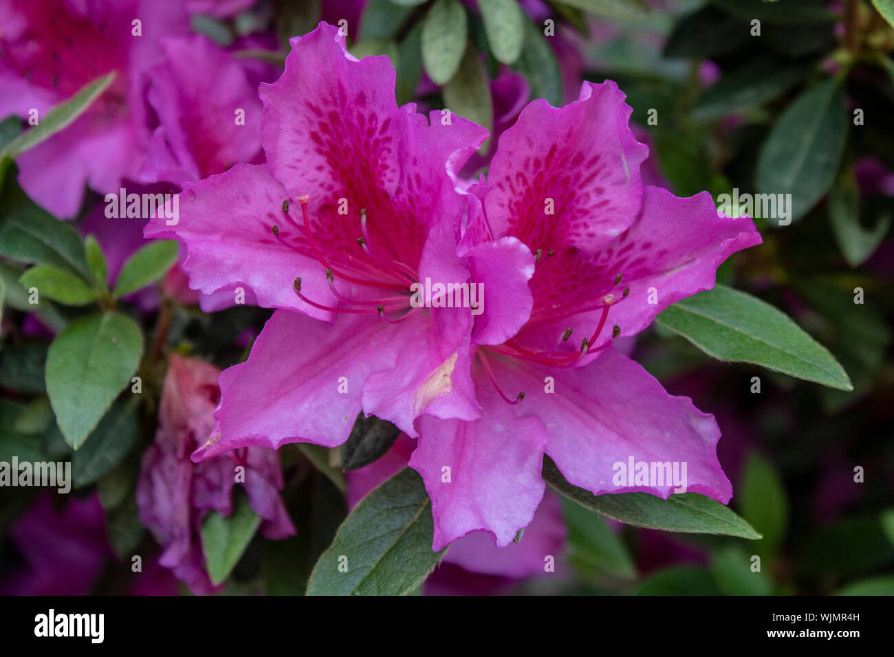 Azaleas And China High Resolution Stock Photography And Images Alamy