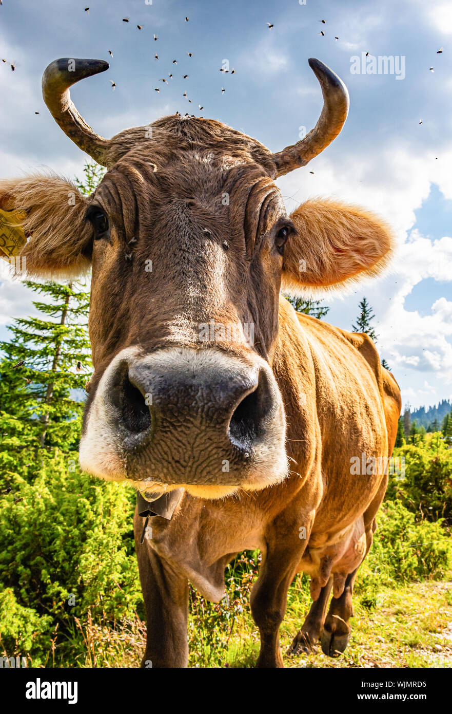 Funny Cow Head Stock Photos & Funny Cow Head Stock Images - Alamy