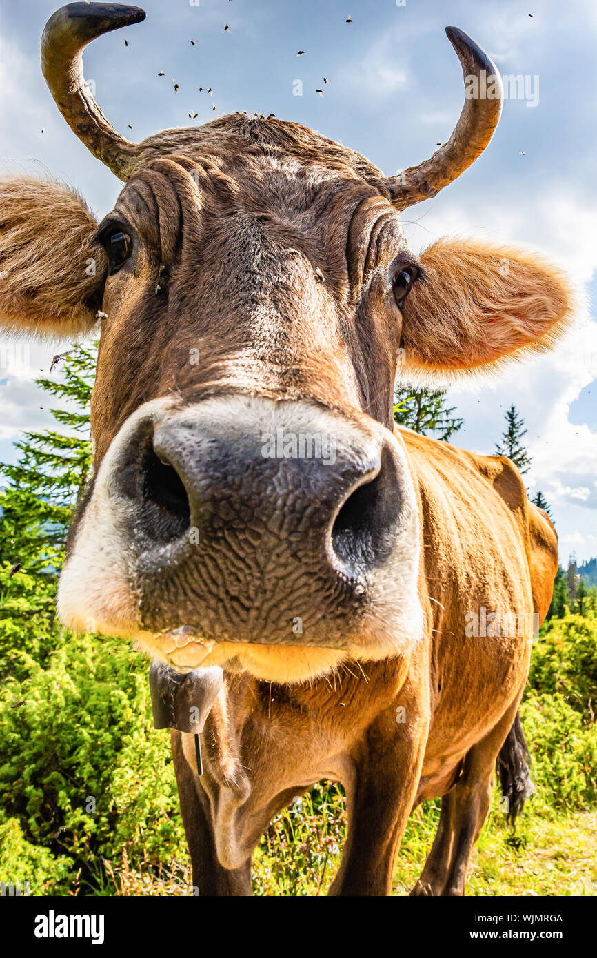 Funny cow with flies photoshooting by fish eye Stock Photo - Alamy