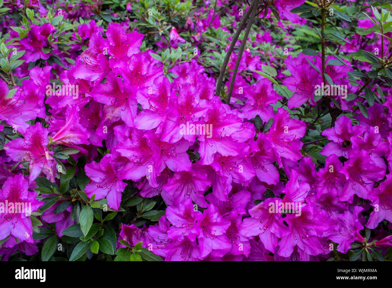 Indian azalea flower shoot. Purple. Taken in the woods. Stock Photo