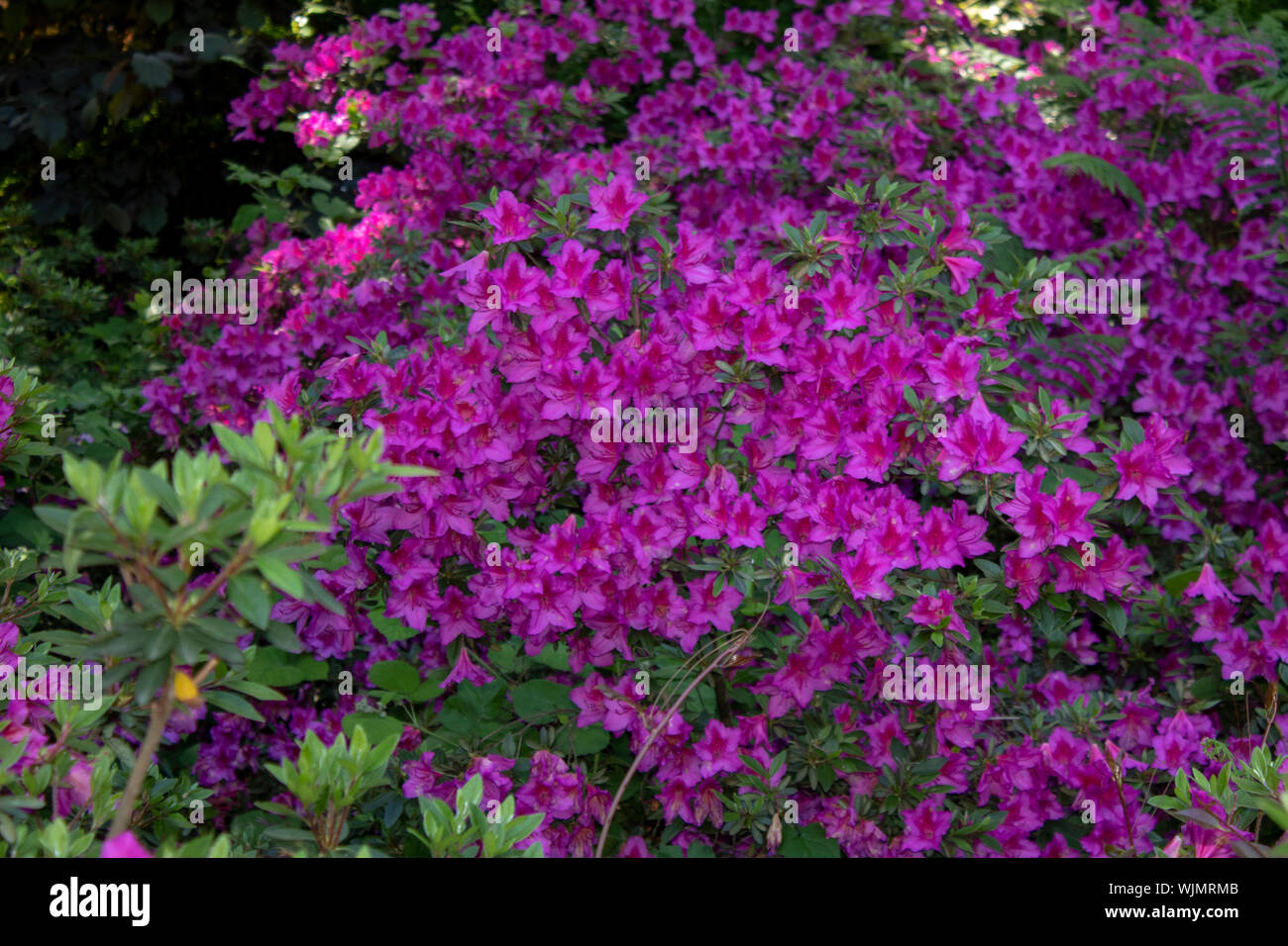 Indian azalea flower shoot. Purple. Taken in the woods. Stock Photo