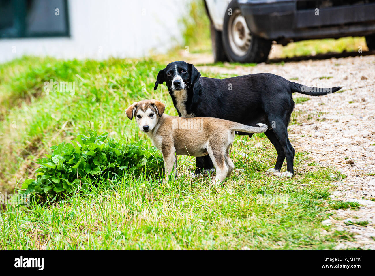 Stray puppy with mom in Zabljak, Montenegro Stock Photo