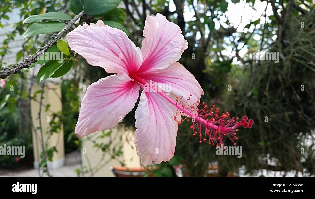 Pink Hibiscus Flower High Resolution Stock Photography and Images 
