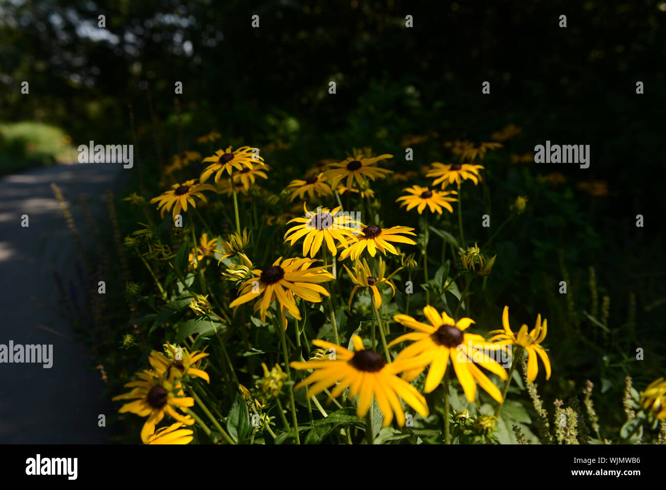 Yellow flowers roadside hires stock photography and images Alamy