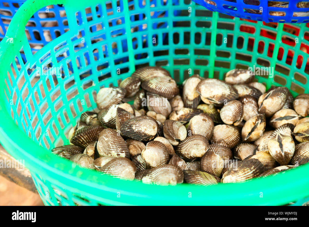 Freshly harvested clams at a market in Vietnam Stock Photo