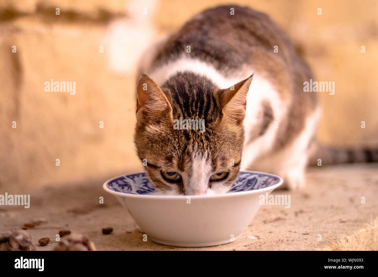 Cat Eating Food From Bowl Stock Photo Alamy