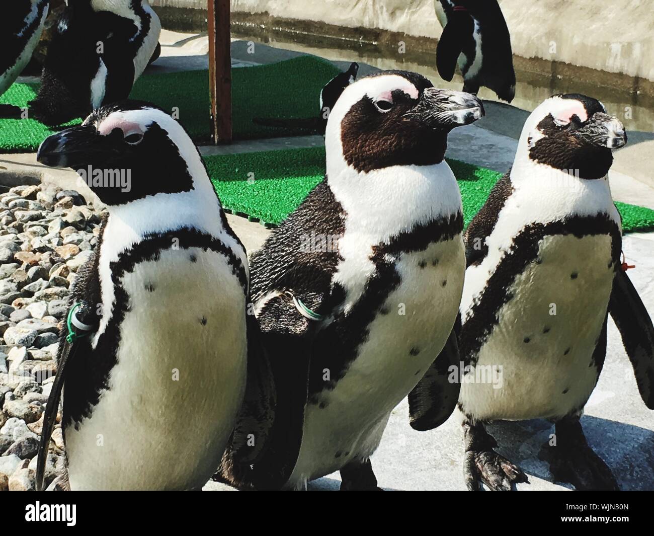 African Penguins At Aquarium Stock Photo