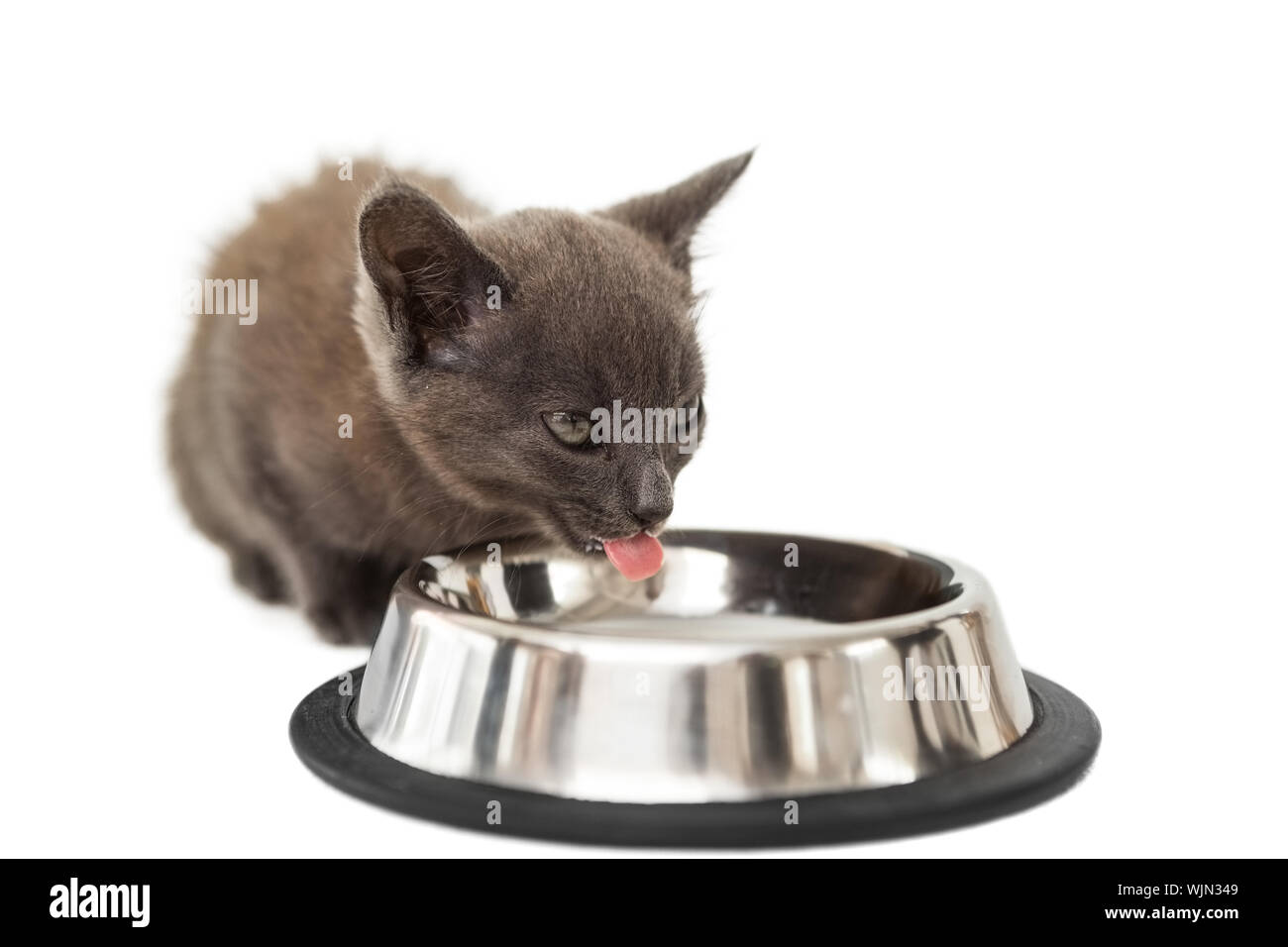 Kitten drinking shop milk from bowl