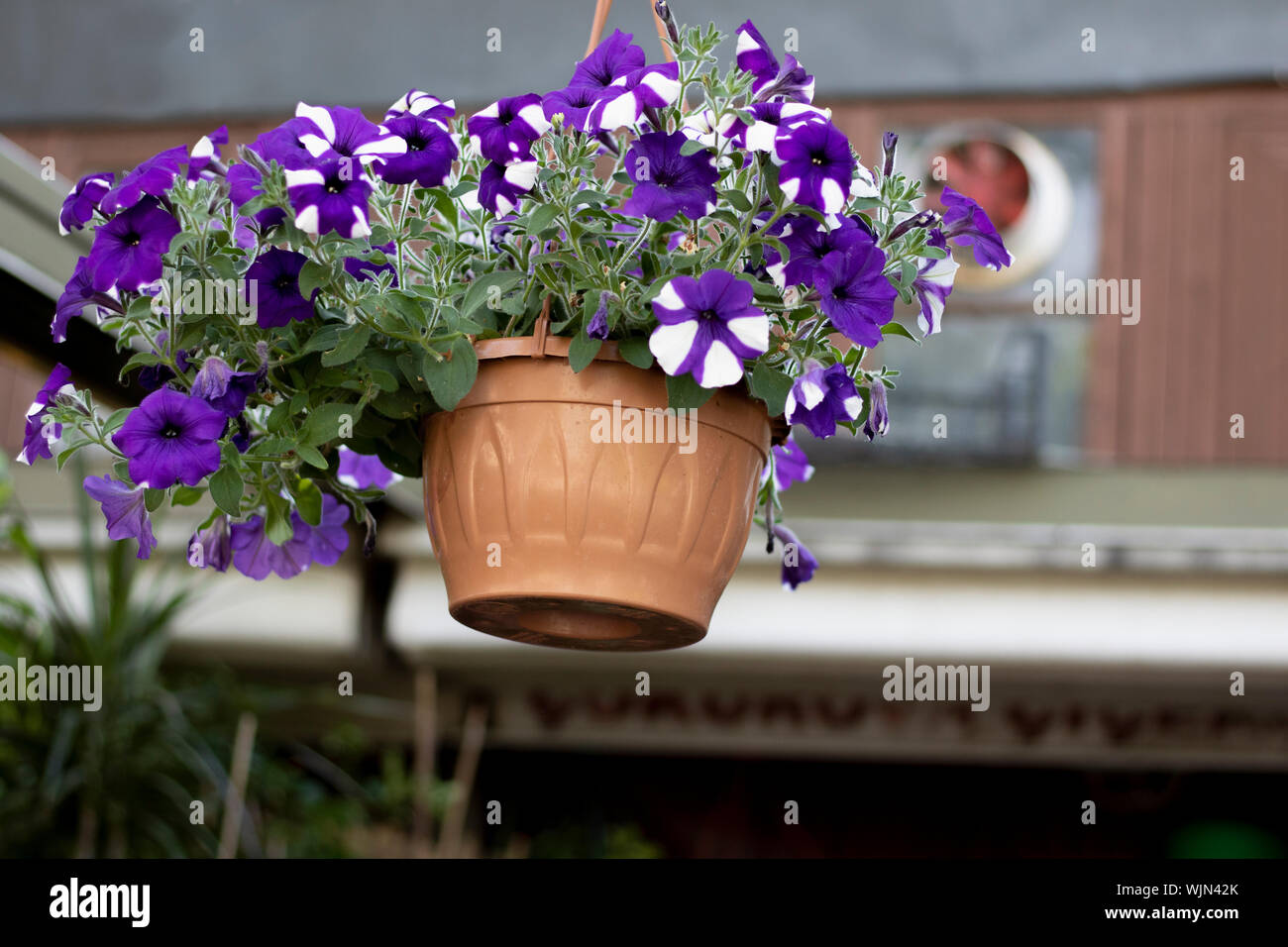 Purple moonflower hi-res stock photography and images - Alamy