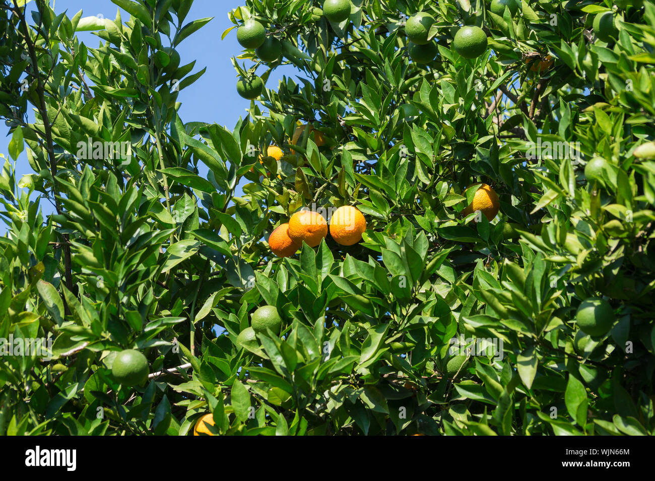Oranges On Tree In Orchard Stock Photo Alamy