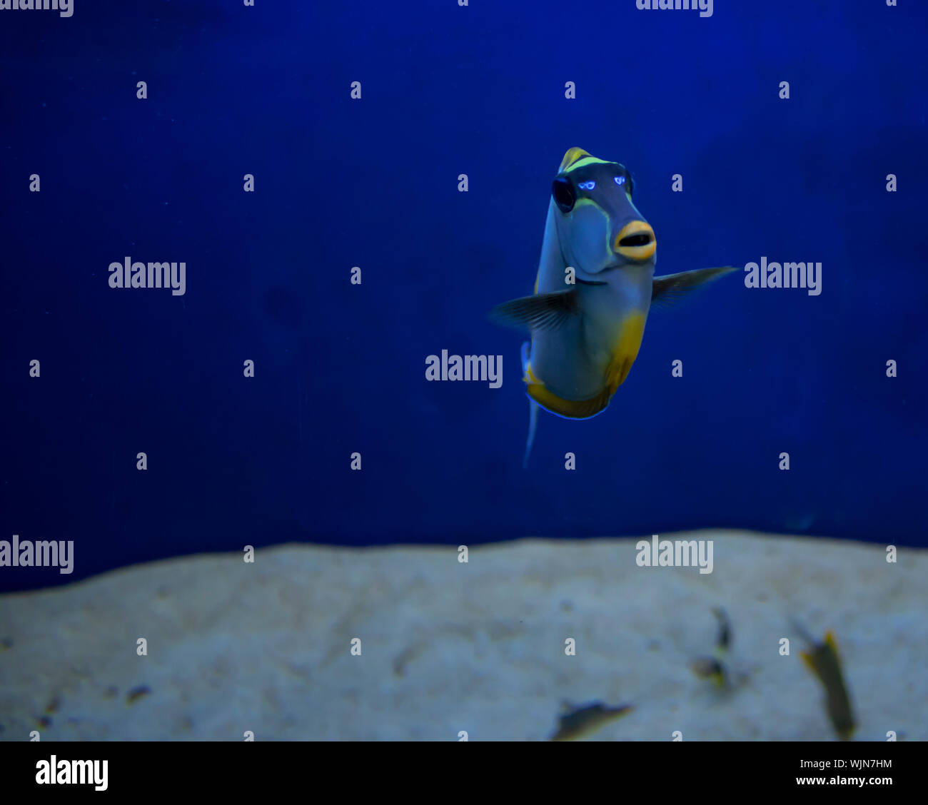 Coral reef fish were filmed in the aquarium. Closeup. Blue aquarium
