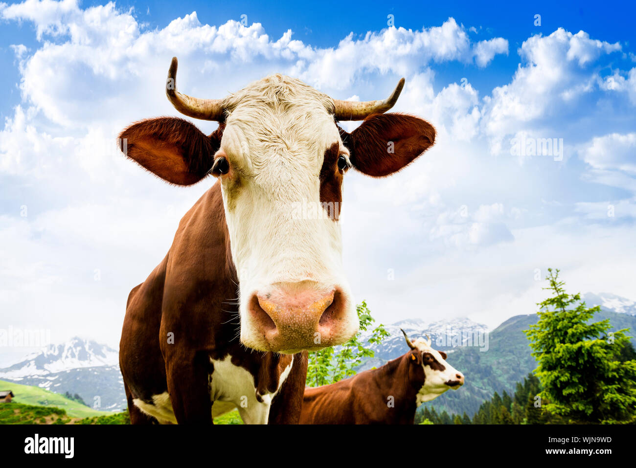 Cow, farm animal in the french alps, Abondance race cow, savy, beaufort sur Doron Stock Photo