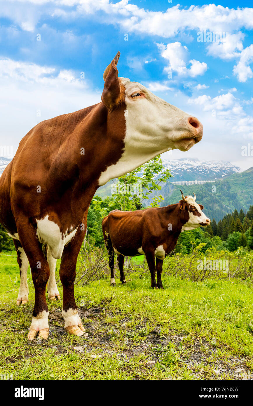 Cow, farm animal in the french alps, Abondance race cow, savy, beaufort sur Doron Stock Photo